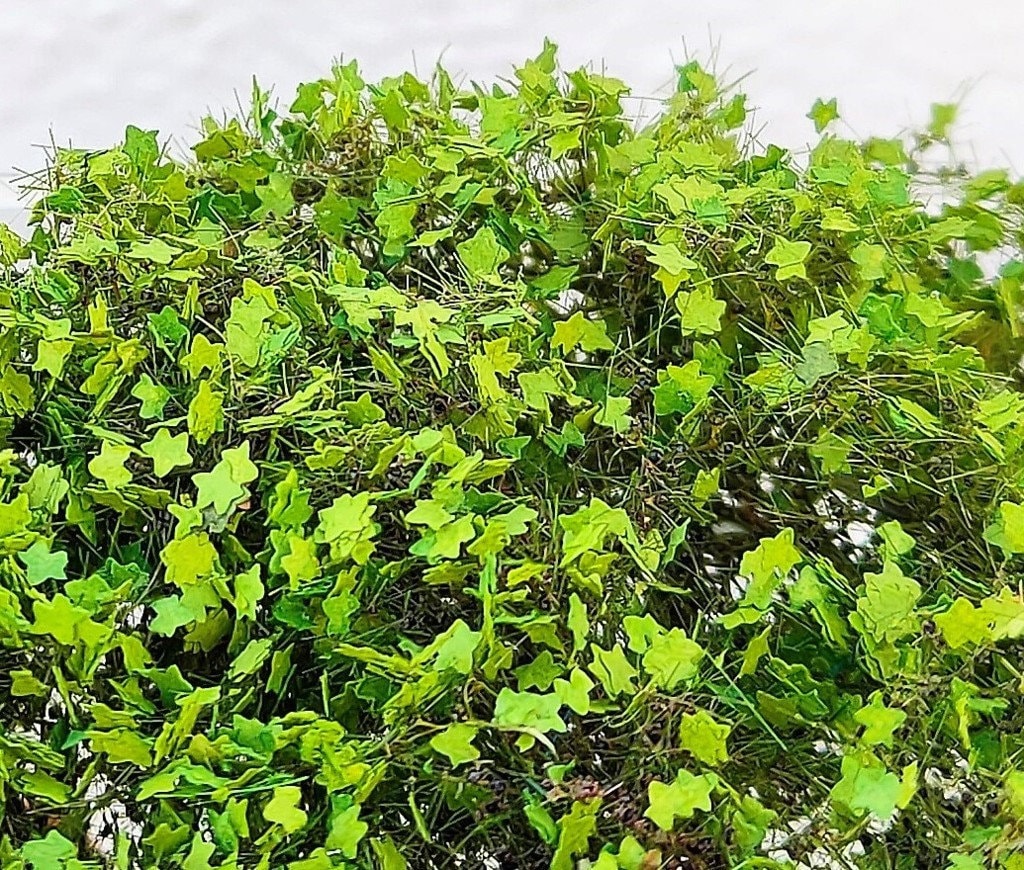 01 Burro – bush, climber, undergrowth with defined leaves 303-21