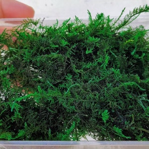 000 Preserved and colored micro fern dark nano fern dip17611-2
