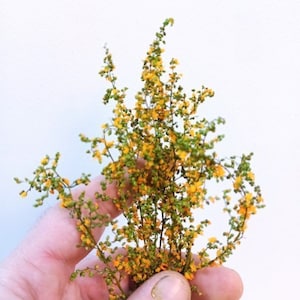 May include: A bunch of small yellow flowers with green stems. The flowers are clustered together and have a delicate appearance.