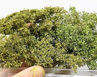 May include: A container of green and light green foliage for model railroading or other craft projects.