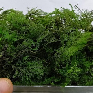 Deluxe stabilized and MEDIUM GREEN colored micro fern for Diorama diorama, Scale Models, model scene, Miniature, Landscape