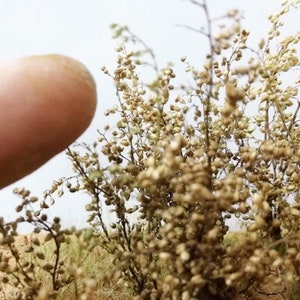bush with very small leaves stabilized NATURAL diorama, Scale Models, model scene, Miniature, Landscape