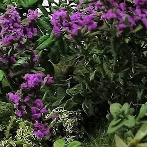 Belsa Flor - purple flower or flowering bush