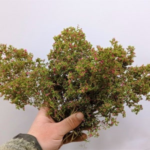 大きな森、茂み、または樹冠 w36 +20 ジオラマ
