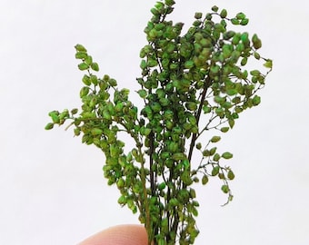 Arbustos WarHammerGreen Farmhouse 2/4 cm verde selvagem e outono 6 peças - dip217641