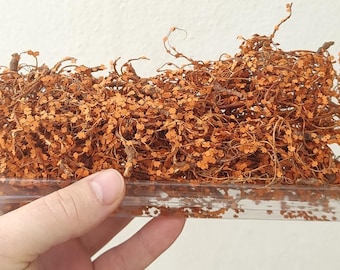 000 サイバー ザロク – 野生の茂みまたはつる植物の秋 0007