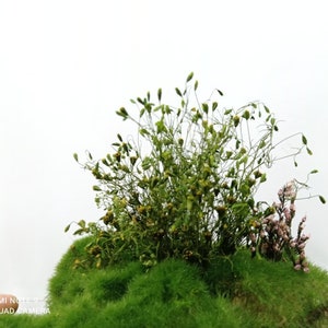 anti-tank flower green and yellow flowering bush for diorama