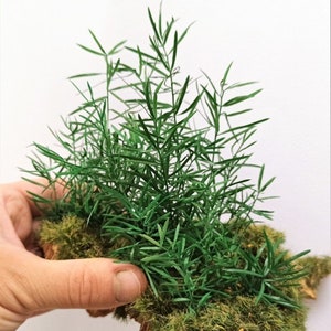Puede incluir: Un grupo de plantas artificiales verdes con hojas largas y delgadas, dispuestas sobre un lecho de musgo verde. Las plantas se muestran sobre un trozo de corteza marrón.