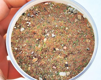 ジオラマ用の針葉樹の下草効果のある特殊な土