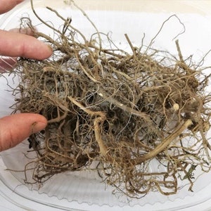 May include: A close-up of a pile of dried, light brown roots in a clear plastic container.