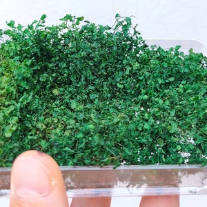 01 Miniature ivy or bush NATURAL colored medium green dip216073 – 2