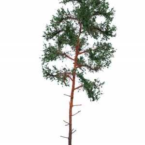 Può includere: Un alto pino con un tronco marrone rossastro e aghi verdi si erge in un'area erbosa. Una piccola figura con un vestito bianco si trova di fronte all'albero.