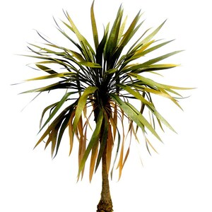 Pacific Palm Height 30cm 1/35 TPP008