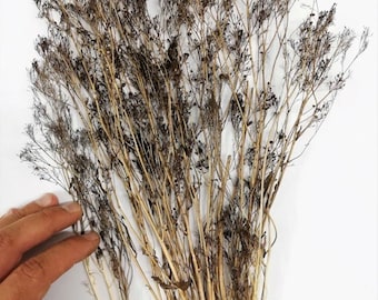 May include: A bunch of dried brown twigs with small dried flower heads. The twigs are about 12 inches long.