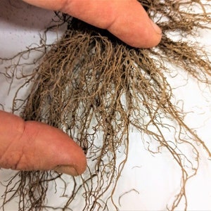 Op de afbeelding: Een close-up van een cluster van bruine plantwortels, die hun ingewikkelde vertakkingspatroon laten zien.