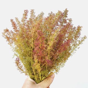 Teloxis Aristata, Sea foam, zeechium, Sea moss mini box 25 PCS 10-16 CM