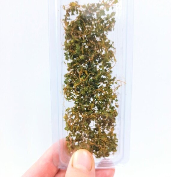 02 Miniature ivy Red Autumn support leaves extra for creeper