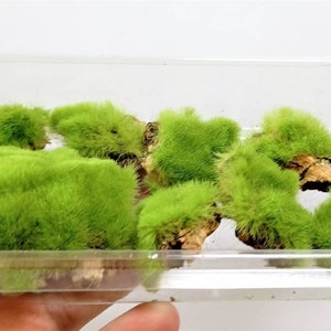 May include: A clear plastic container filled with small, green, moss-like plants. The plants are arranged in a cluster and appear to be soft and fluffy.