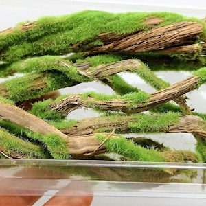 Ghostwood special spring green diorama, Scale Models, model scene, Miniature, Landscape