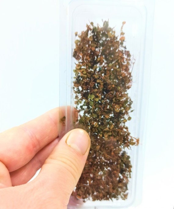 02 Miniature ivy Red Autumn support leaves extra for creeper