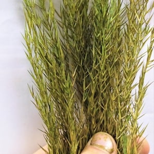 Puede incluir: Un manojo de hierba seca de color verde claro con hojas largas y delgadas y puntas afiladas.