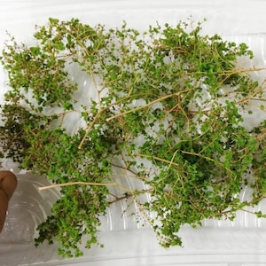 Foliage, bush or tree crown Medium green w31 Diorama Landscape