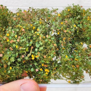 01 Burro – buisson, plante grimpante, sous-bois à feuilles définies 302-23