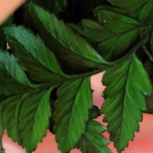 15 jungle plant leaves version 3 for diorama