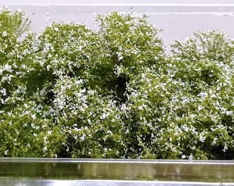 8/12 bushes deluxe 2/4 cm green mix with white flowers