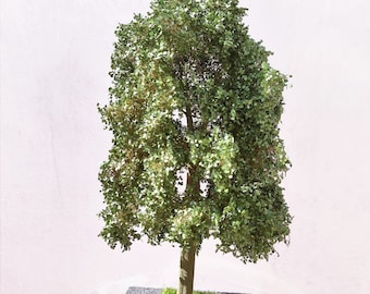 Beech tree about 34/40 cm TOP line 51-2402
