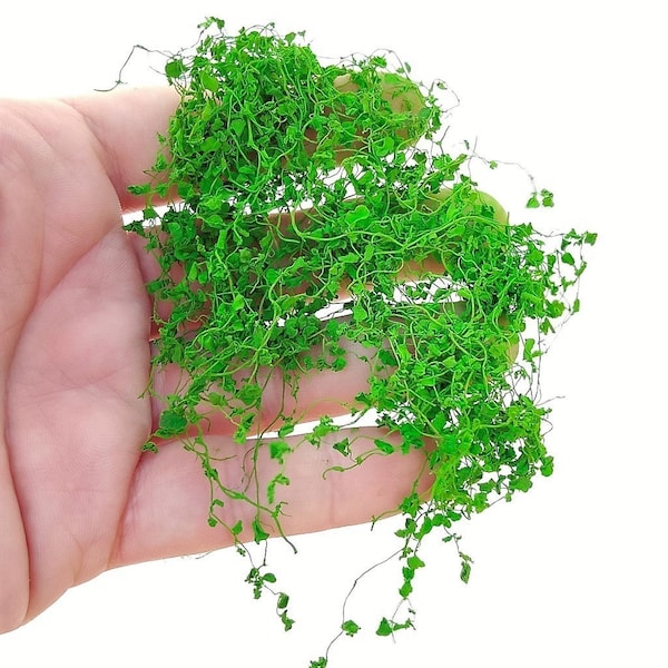 Light green miniature ivy