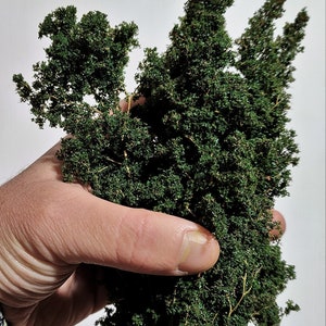 Foliage, bush or tree crown A+ – dark green 69