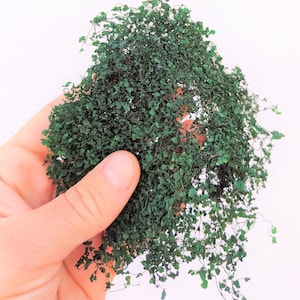 01 Dark green colored NATURAL miniature ivy or bush dip216073 – 3