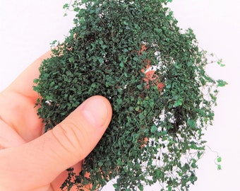 01 Dark green colored NATURAL miniature ivy or bush dip216073 – 3