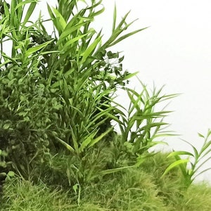 Peut inclure: Gros plan sur une plante verte et feuillue aux feuilles longues et fines. La plante pousse dans un lit d'herbe verte.