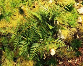 Bracken Fern Laser Cut Scale 1 32 / 1:35 Diorama VG3-030