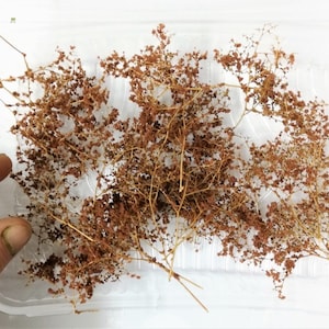 Peut inclure: Un bouquet de branches sèches brunes avec de petites feuilles délicates. Les branches sont disposées dans un récipient en plastique.