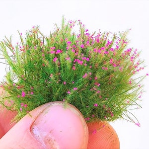 27 mm high - 22 new tufts of green grass with magenta flowers dip38317