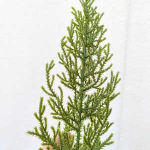 以下が含まれることがあります： 羽根のような質感の緑色の造花の葉の枝1本。枝は手で持たれている。