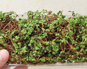 000 サイバー ザロク – 野生の茂みまたは緑のつる植物 0004