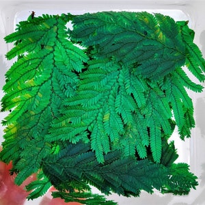 15/20 leaves of jungle plant Mini fern for Diorama dip17608