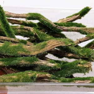 May include: A bunch of brown, moss-covered branches in a clear plastic container. The branches are arranged in a random pattern and are all about the same size.