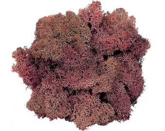 Professional Icelandic Lichen Rosato for Cribs and Dioramas