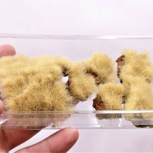 May include: A close-up of four small, fluffy, light brown, dried plant specimens in a clear plastic container.