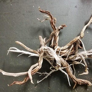 May include: A twisted, bleached, and dried piece of driftwood with a natural, rustic look. The wood is light brown and white in color and has a variety of shapes and textures.