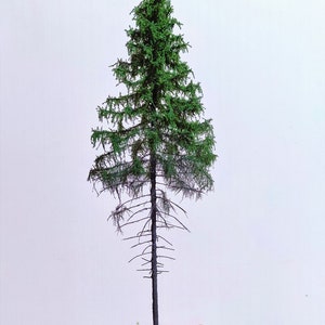 Mountain fir, tall stem – height: 28-30 cm SGPW1