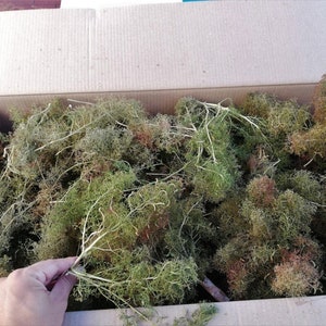 Può includere: Una scatola di cartone piena di vari tipi di muschio conservato. Il muschio è un mix di tonalità verdi, marroni e rossastre, con una varietà di trame e forme. Una mano tiene un rametto di muschio, mostrando i dettagli della pianta.