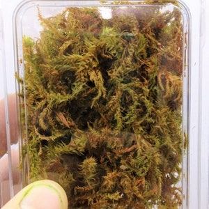 04 Lenny bush autumn version for diorama