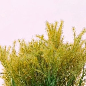 27 mm tall - 22 new tufts of autumn green grass dip20988