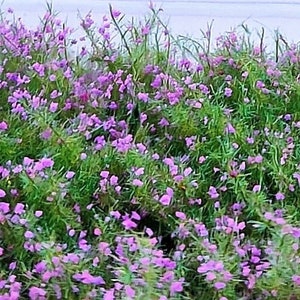 27mm high - 22 new tufts of green grass with violet flowers dip20982